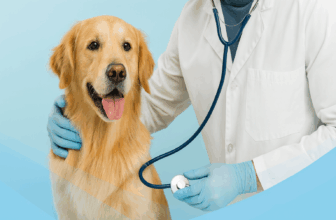 Comprehensive Pet Care: Keeping Your Dogs and Cats Healthy and Happy