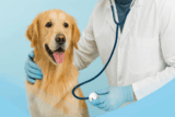 Comprehensive Pet Care: Keeping Your Dogs and Cats Healthy and Happy